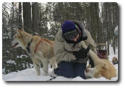 chiens de traineau