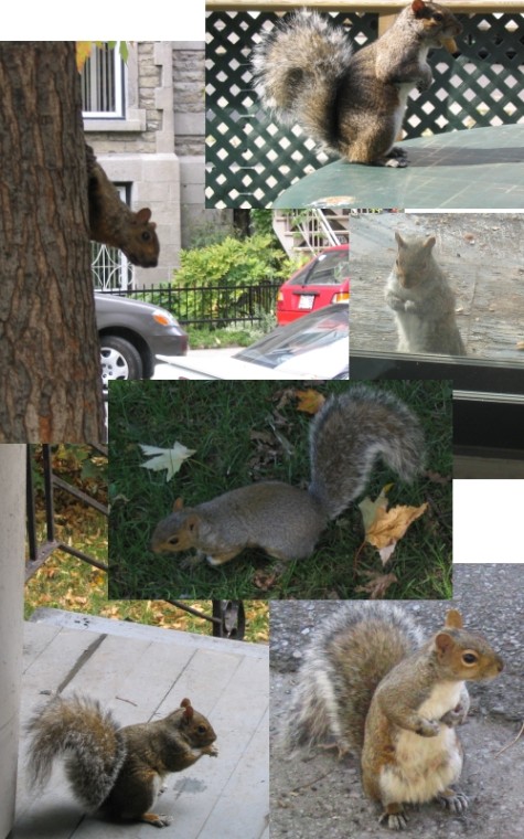 les écureuils à  Montreal